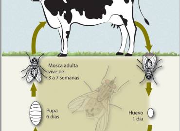 Mosca del cuerno, Haematobia irritans.